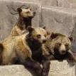 thebearpack